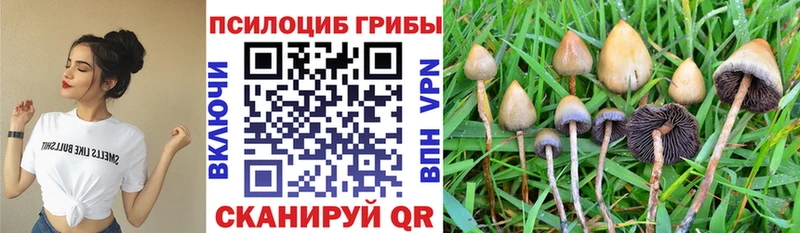 сколько стоит Томск Псилоцибиновые грибы MAGIC MUSHROOMS